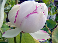 Nelumbo Alba Striata (lotus flower)