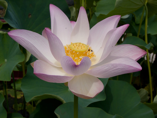 Nelumbo Carolina Queen (lotus flower)