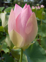 Nelumbo Carolina Queen (lotus flower)