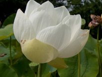 Nelumbo Goliath (lotus flower)