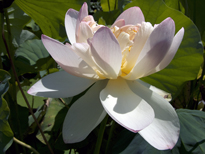 Nelumbo Mrs Perry D. Slocum (lotus flower)