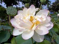 Nelumbo Mrs Perry D. Slocum (lotus flower)
