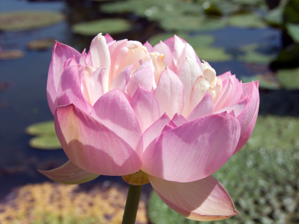 Flowers Dwarf Lotus Grand Master Stock Photo 1401231170