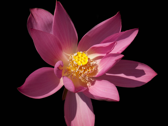 Nelumbo Hong Lin Jin (lotus flower)