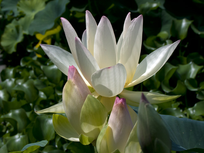 Nelumbo American Three Colors(lotus flower)
