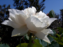 Nelumbo Shiroman (lotus flower)