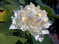 Nelumbo Shiroman (lotus flower)