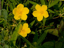 Jussiaea grandiflora - Ludwigia uruguayensis