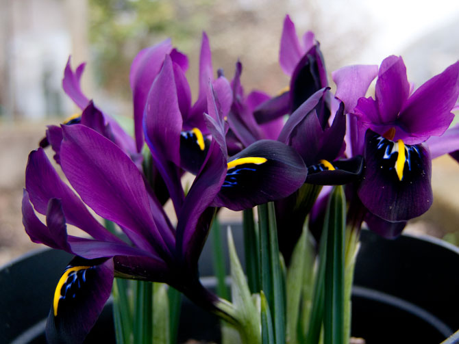 Iris histrioides 'George'