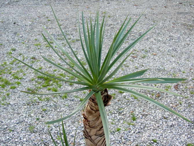 Prionium palmita