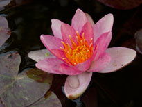 Nymphaea Indiana (water lily)