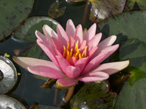Nymphaea Little Sue (water lily)