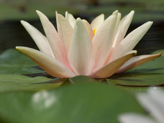 Nymphaea Sioux (water lily)