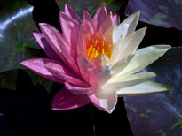 Nymphaea Wanvisa (water lily)