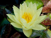 Nymphaea Wanvisa (water lily)