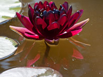 Nymphaea Black Princess (water lily)