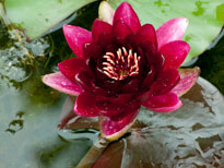 Nymphaea Black Princess (water lily)