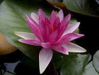Nymphaea Conqueror (water lily)
