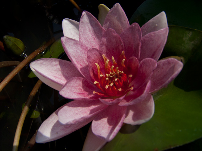Nymphaea Fabiola (water lily)