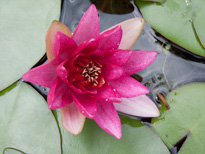 Nymphaea Froebli (water lily)