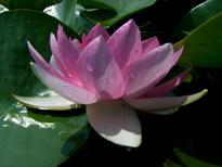 Nymphaea James Hudson (water lily)