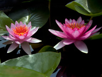Nymphaea James Hudson (water lily)