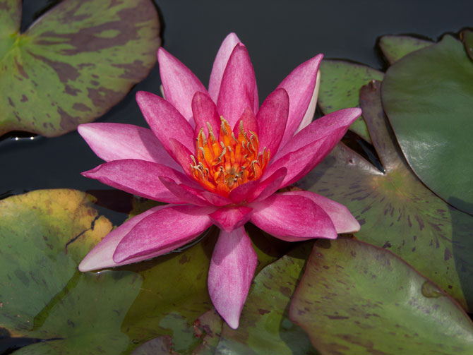 Nymphaea Luccida (water lily)