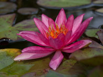 Nymphaea Luccida (water lily)