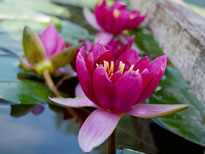 Nymphaea Rubis (water lily)