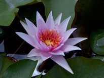 Nymphaea Amabilis (water lily)