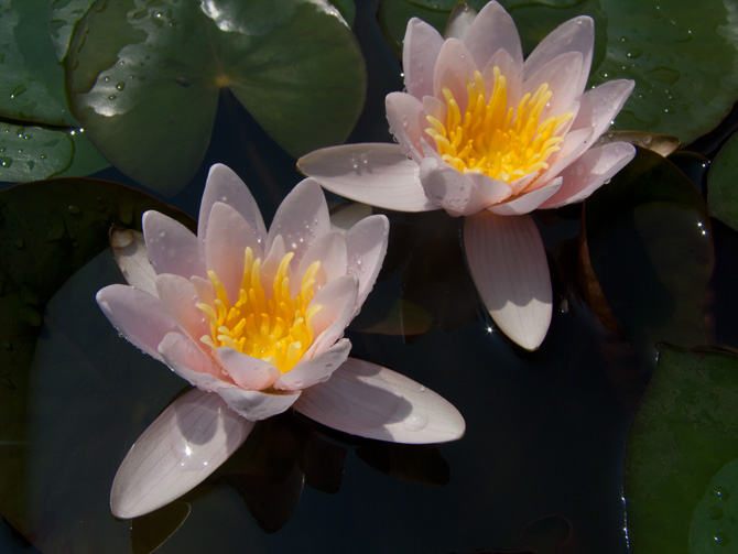 Nymphaea Berthold (water lily)