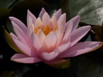 Nymphaea Fire Crest (water lily)