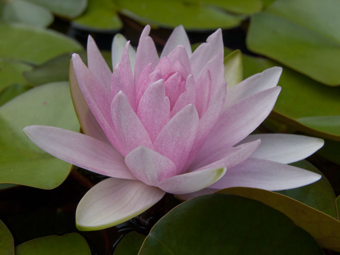 Nymphaea Hollandia (water lily)