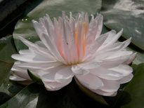Nymphaea Lily Pons (water lily)