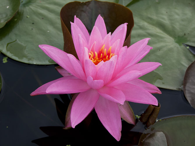 Nymphaea Maréchal Pétain (water lily)