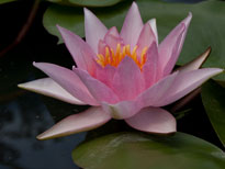 Nymphaea Marguerite Laplace (water lily)