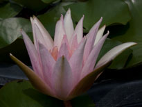 Nymphaea Marguerite Laplace (water lily)
