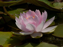 Nymphaea Masaniello (water lily)