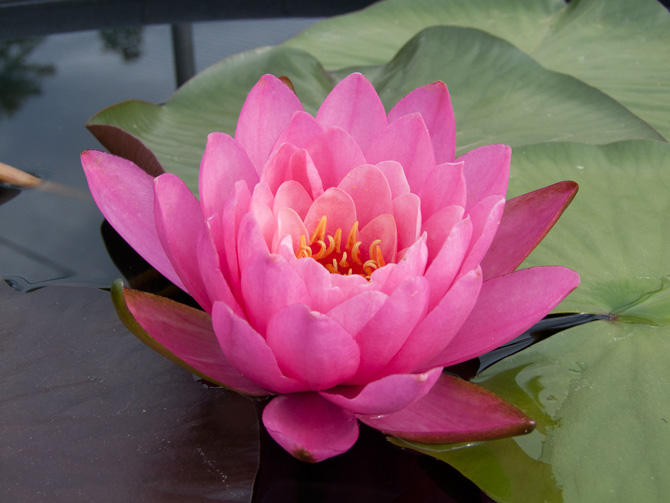 Nymphaea 'Miss Siam'