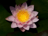 Nymphaea Nobilissima (water lily)