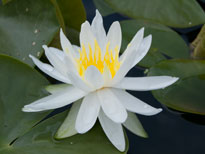Nymphaea Caroliniana Nivea (water lily)