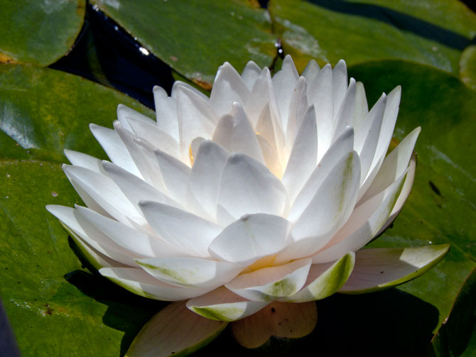Nymphaea Gonnere (water lily)