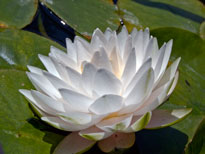 Nymphaea Gonnere (water lily)
