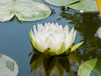 Nymphaea Gonnère (water lily)