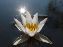 Nymphaea Pygmaea Alba (water lily)