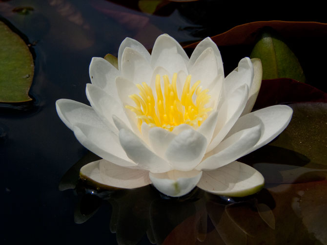 Nymphaea White Sultan (water lily)