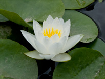 Nymphaea White Sultan (water lily)