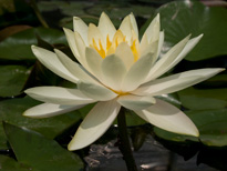 Nymphaea Innerlight (water lily)