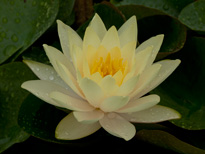 Nymphaea Inner Light (water lily)