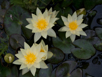 Nymphaea Pygmaea Helvola (water lily)